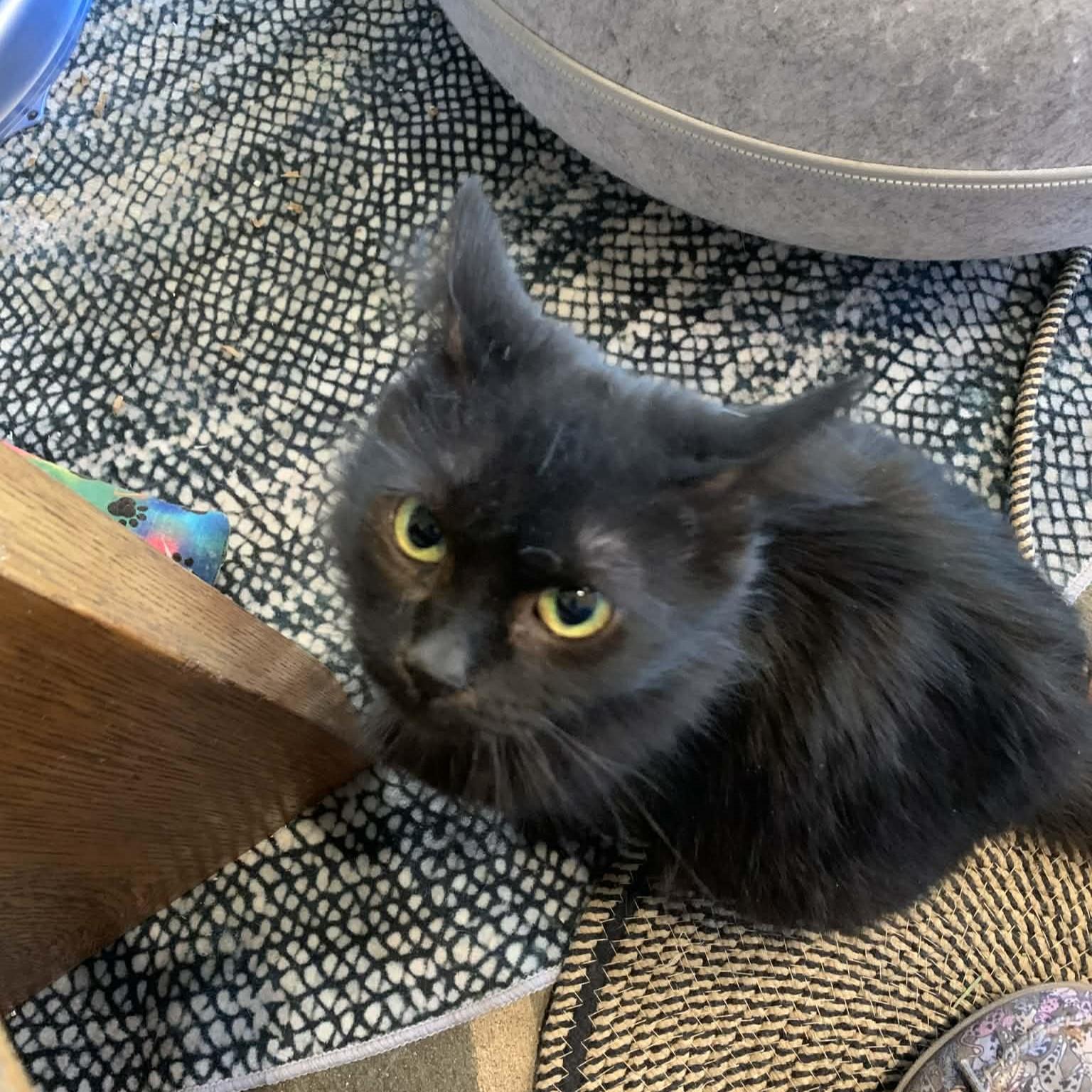 Enlarge Momma, an adopted Domestic Long Hair in Hawley, PA image 1/3