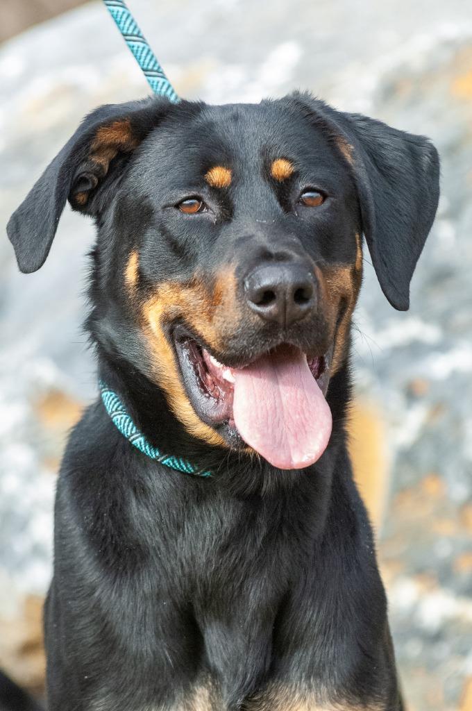 Enlarge Rusty Buckett, a Adoptable mixed breed in Johnson City, TN image 1/4