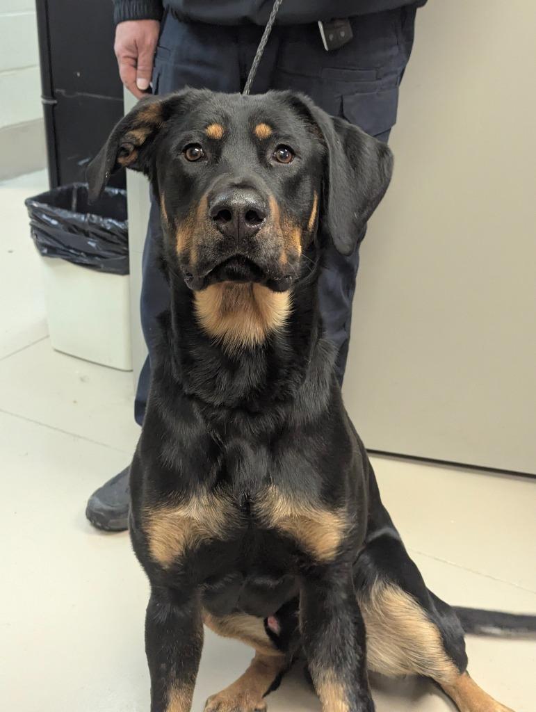 Enlarge Rusty Buckett, a Adoptable mixed breed in Johnson City, TN image 3/4