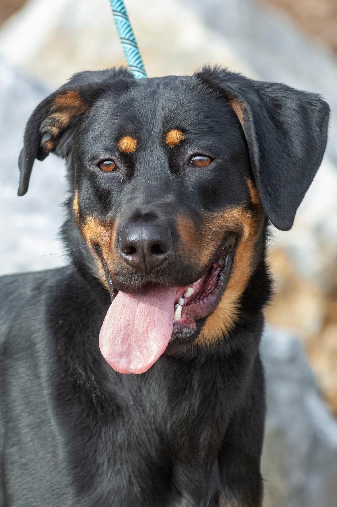 Enlarge Rusty Buckett, a Adoptable mixed breed in Johnson City, TN image 4/4