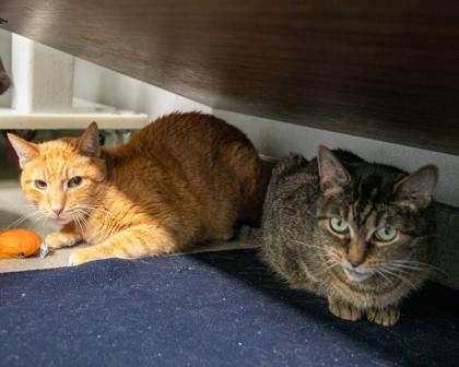 Cannoli, Adoptable, Adult Male Domestic Short Hair.