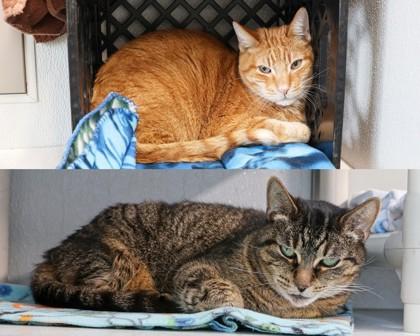 Enlarge Cannoli, a Adoptable Domestic Short Hair in West Seneca, NY image 2/2