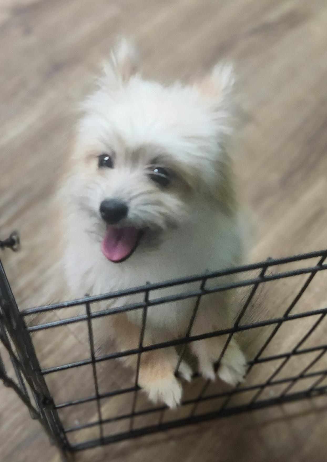 Sweet Little Prince, a Adopted mixed breed in Marionville , MO image 3/6