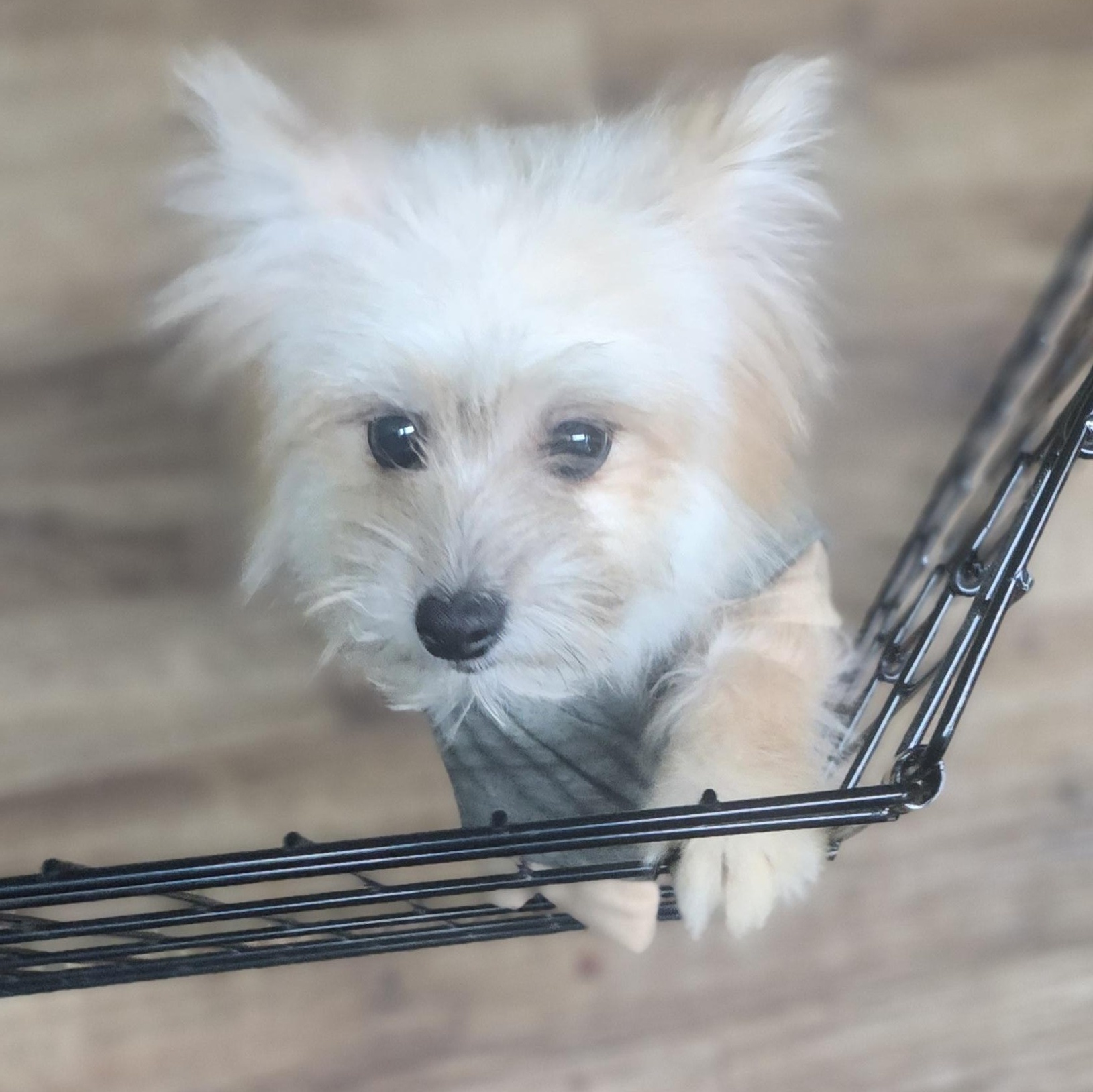 Sweet Little Prince, a Adopted mixed breed in Marionville , MO image 5/6