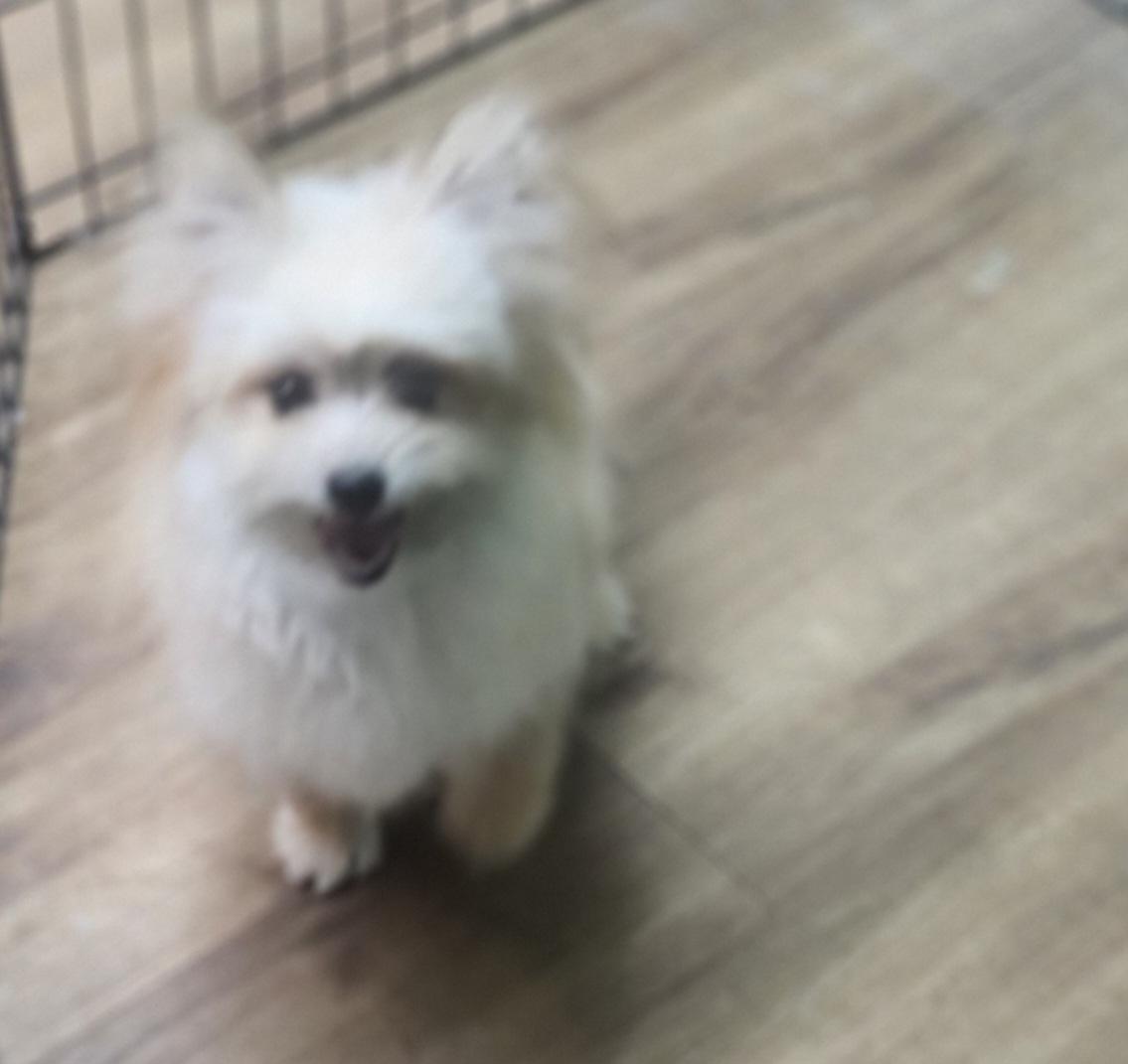 Sweet Little Prince, a Adopted mixed breed in Marionville , MO image 1/6