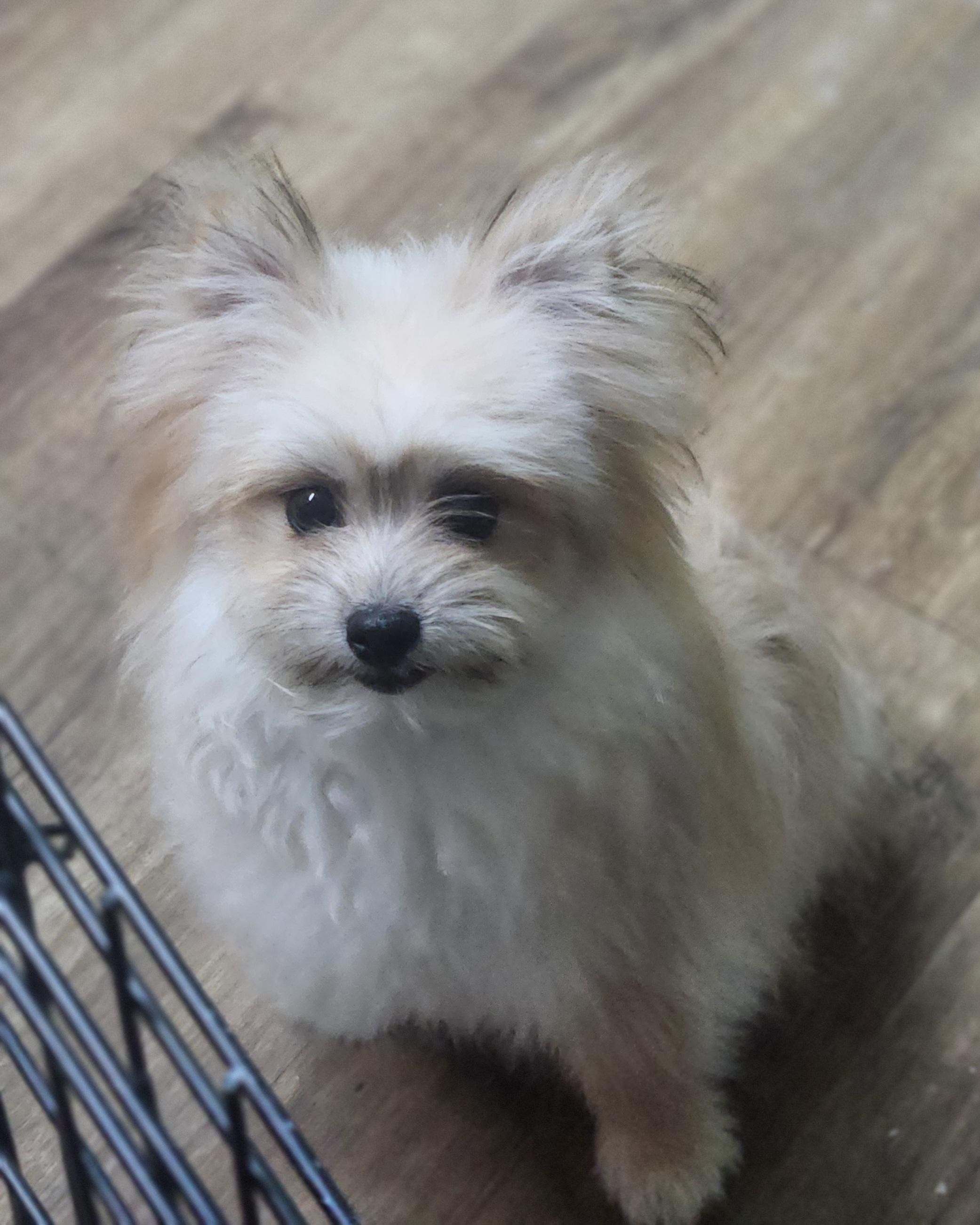 Sweet Little Prince, a Adopted mixed breed in Marionville , MO image 2/6