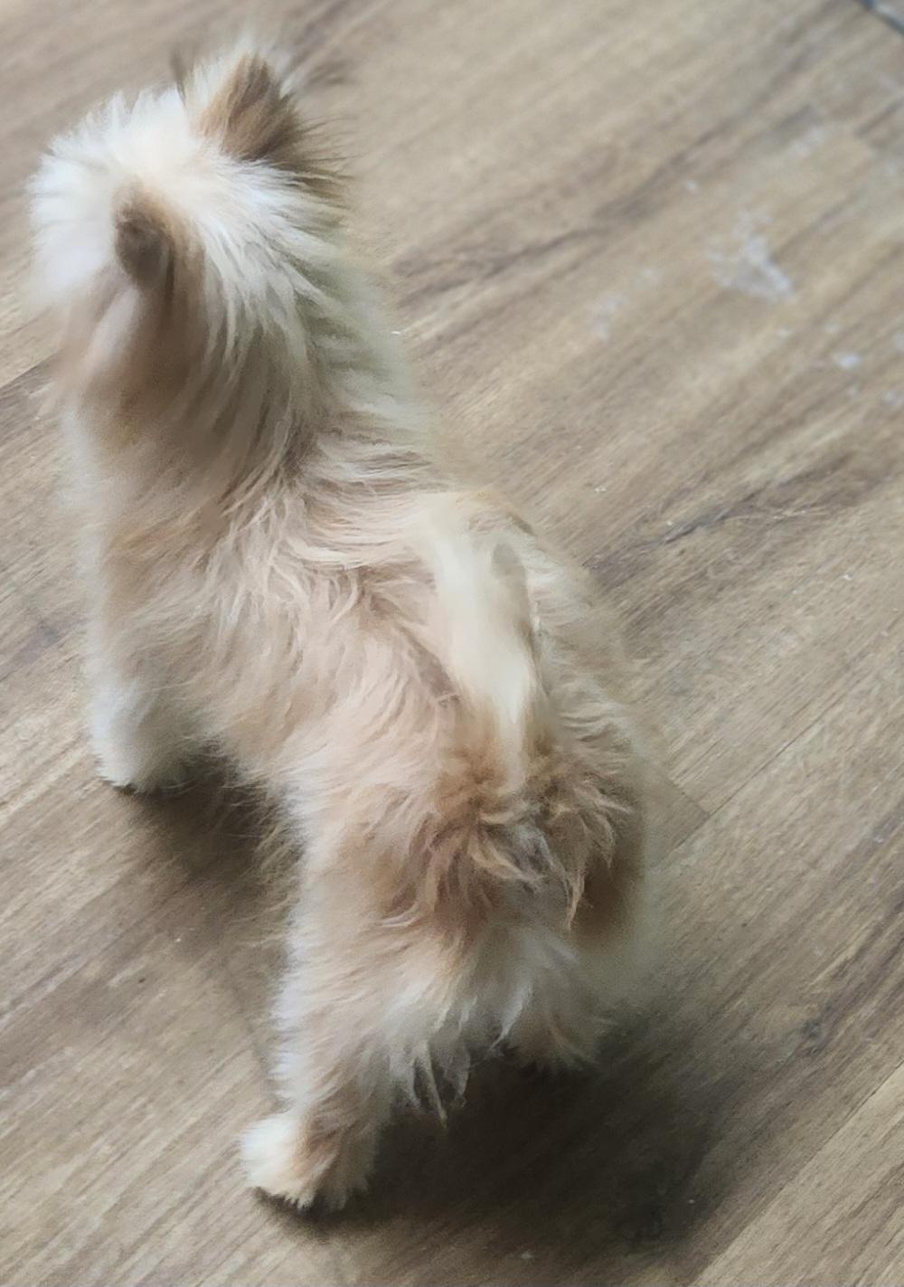 Sweet Little Prince, a Adopted mixed breed in Marionville , MO image 6/6