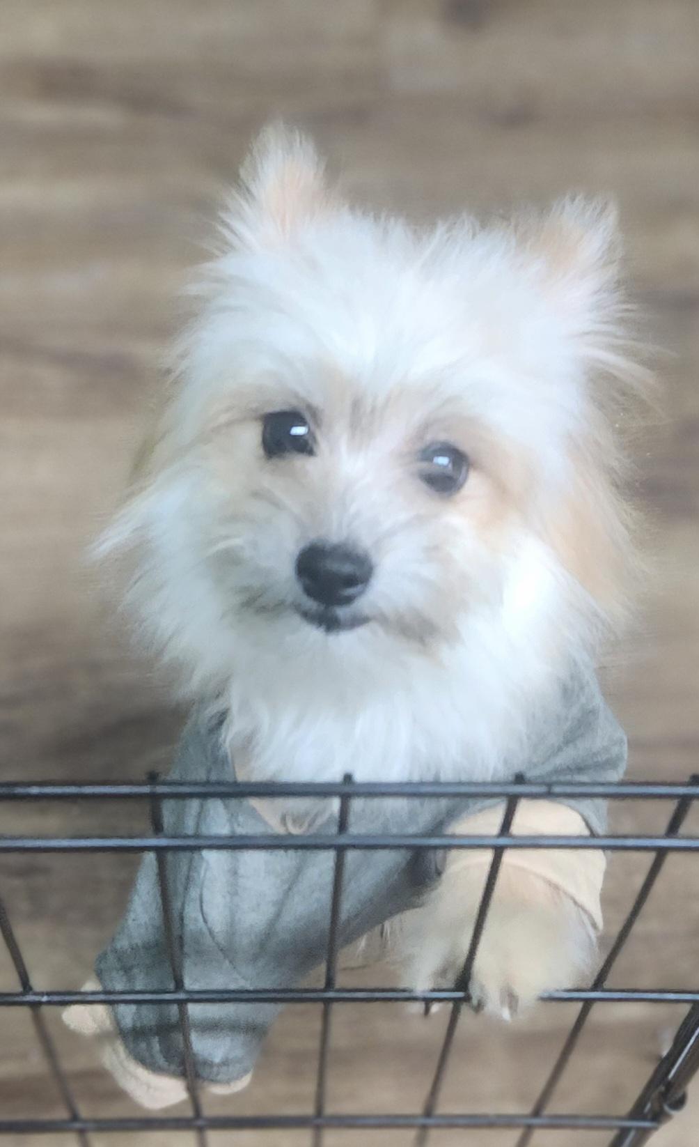 Sweet Little Prince, a Adopted mixed breed in Marionville , MO image 4/6