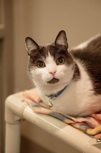 Midder , ADOPTABLE, Senior Male Domestic Short Hair.