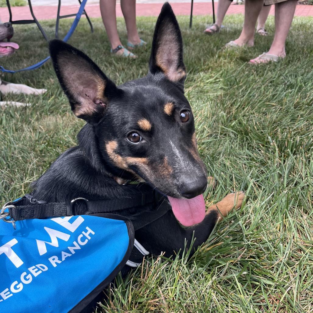 Gunner, a Adoptable Cattle Dog in Mooresville, IN image 1/6