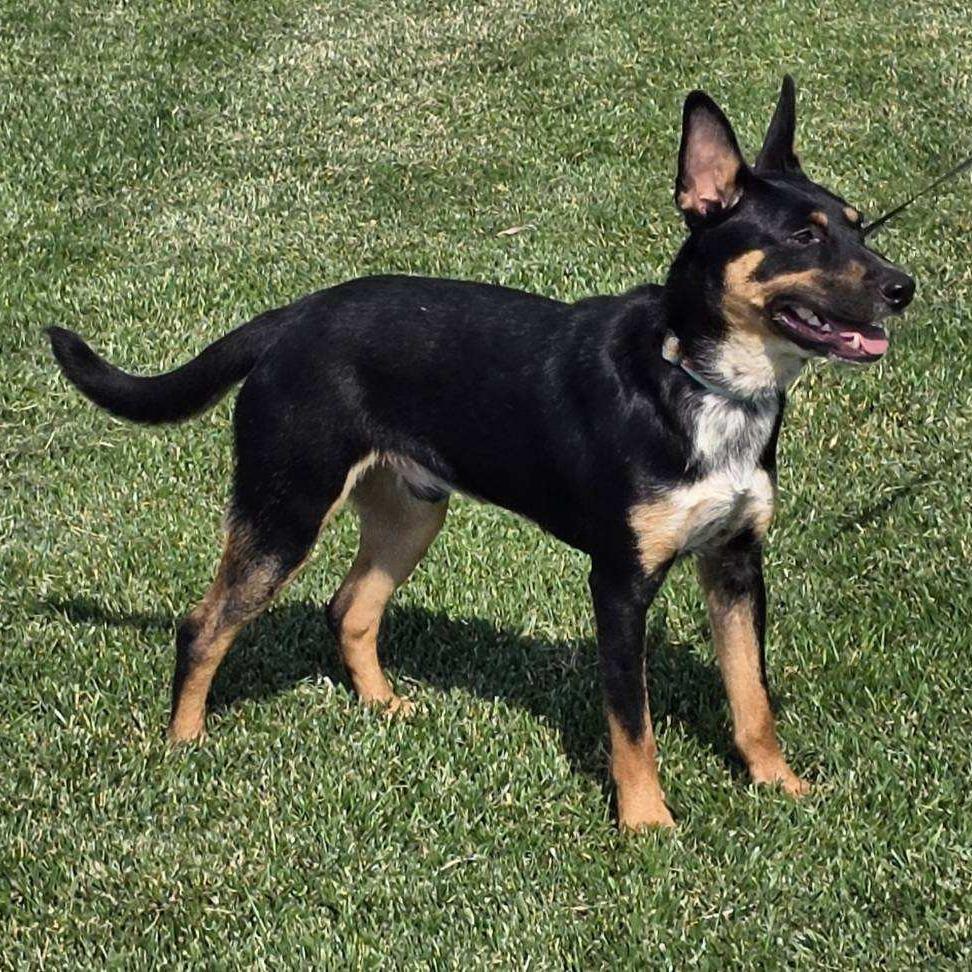 Gunner, a Adoptable Cattle Dog in Mooresville, IN image 2/6