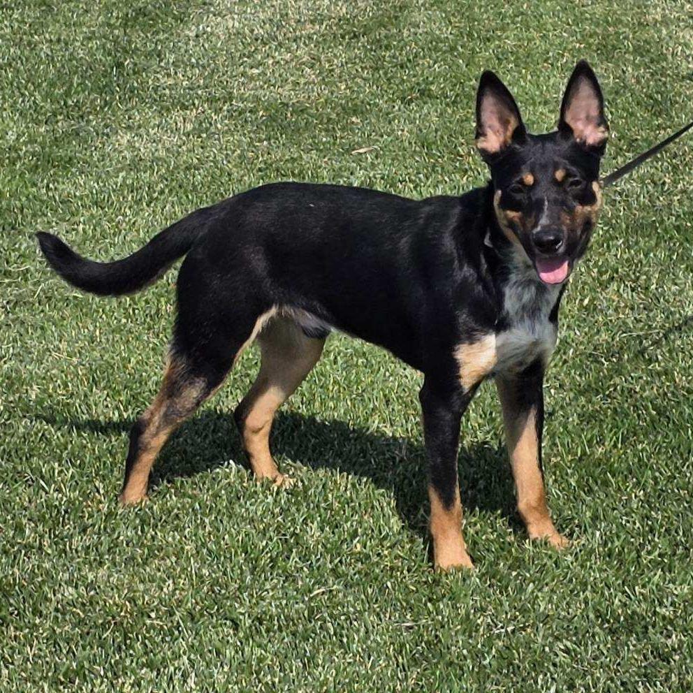 Gunner, a Adoptable Cattle Dog in Mooresville, IN image 3/6