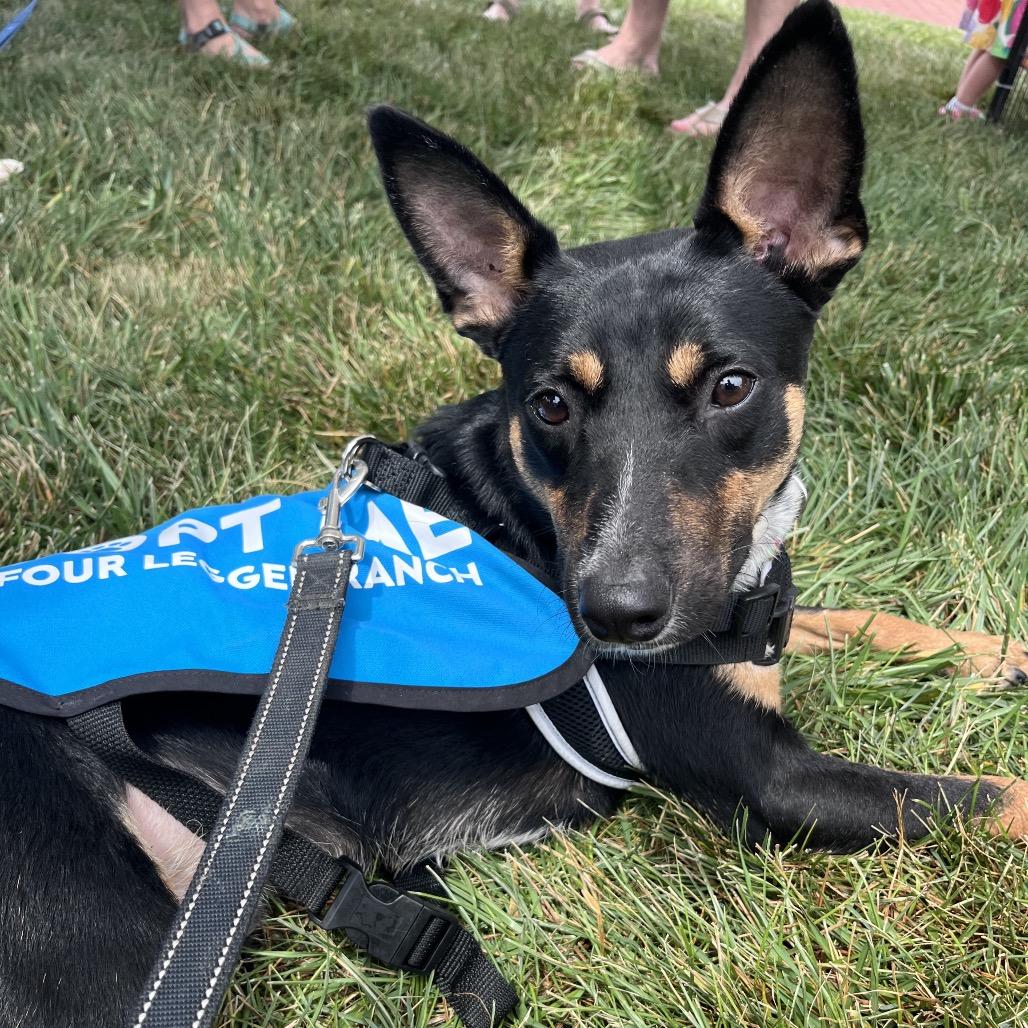 Gunner, a Adoptable Cattle Dog in Mooresville, IN image 4/6