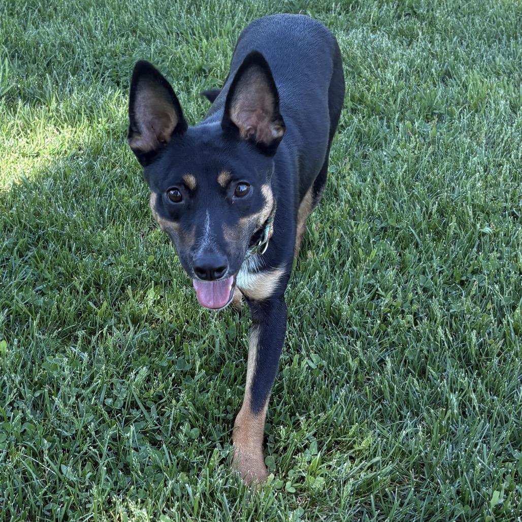 Gunner, a Adoptable Cattle Dog in Mooresville, IN image 5/6
