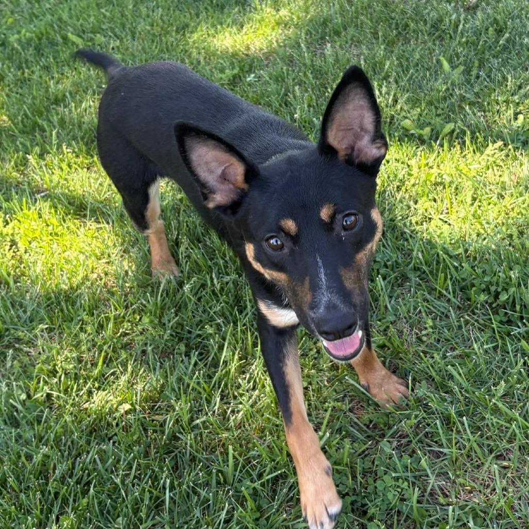 Gunner, a Adoptable Cattle Dog in Mooresville, IN image 6/6