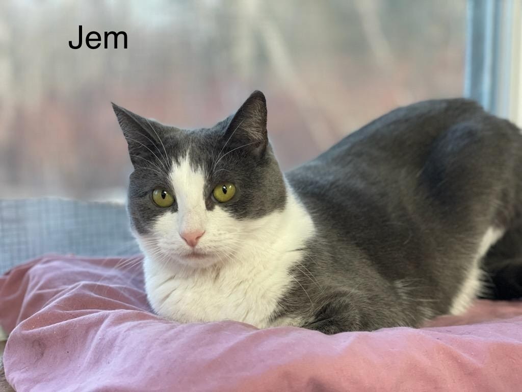 Enlarge Jem, a Adoptable Domestic Short Hair in Calais, ME image 1/6