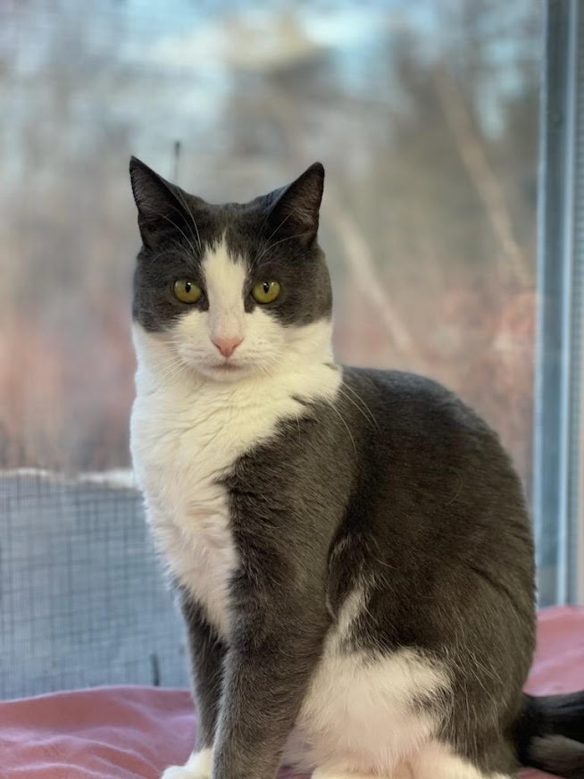 Cat for adoption Jem, a Domestic Short Hair in Calais, ME Petfinder