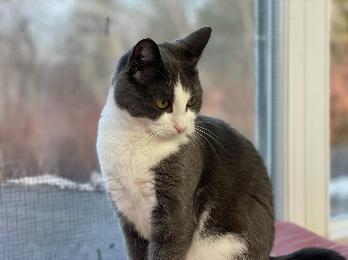 Enlarge Jem, a Adoptable Domestic Short Hair in Calais, ME image 3/6