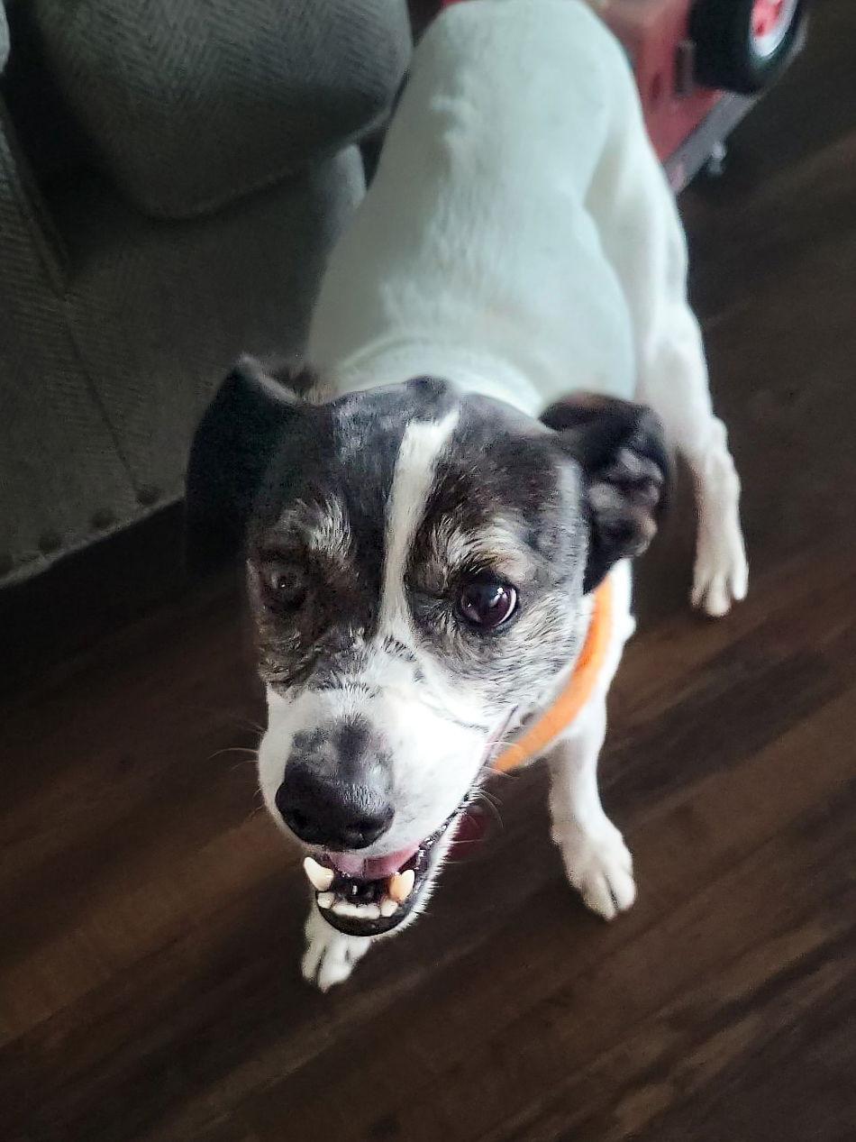 Enlarge Ciabatta, a Adoptable Jack Russell Terrier in McKinney, TX image 1/3