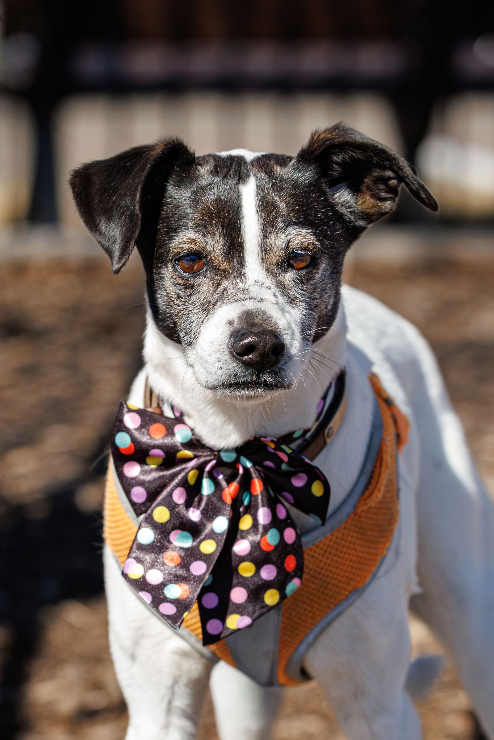 Ciabatta, a Adoptable mixed breed in McKinney, TX image 2/3