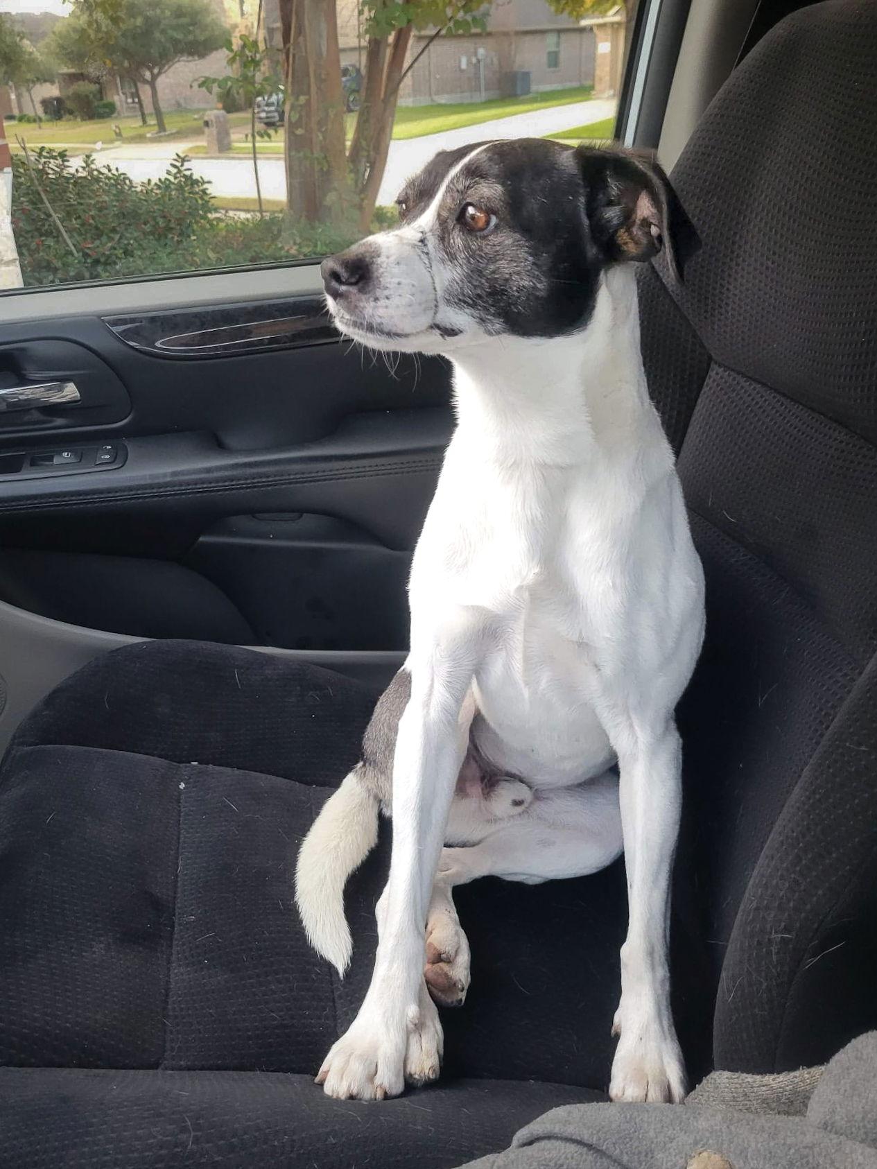 Enlarge Ciabatta, a Adoptable Jack Russell Terrier in McKinney, TX image 2/3