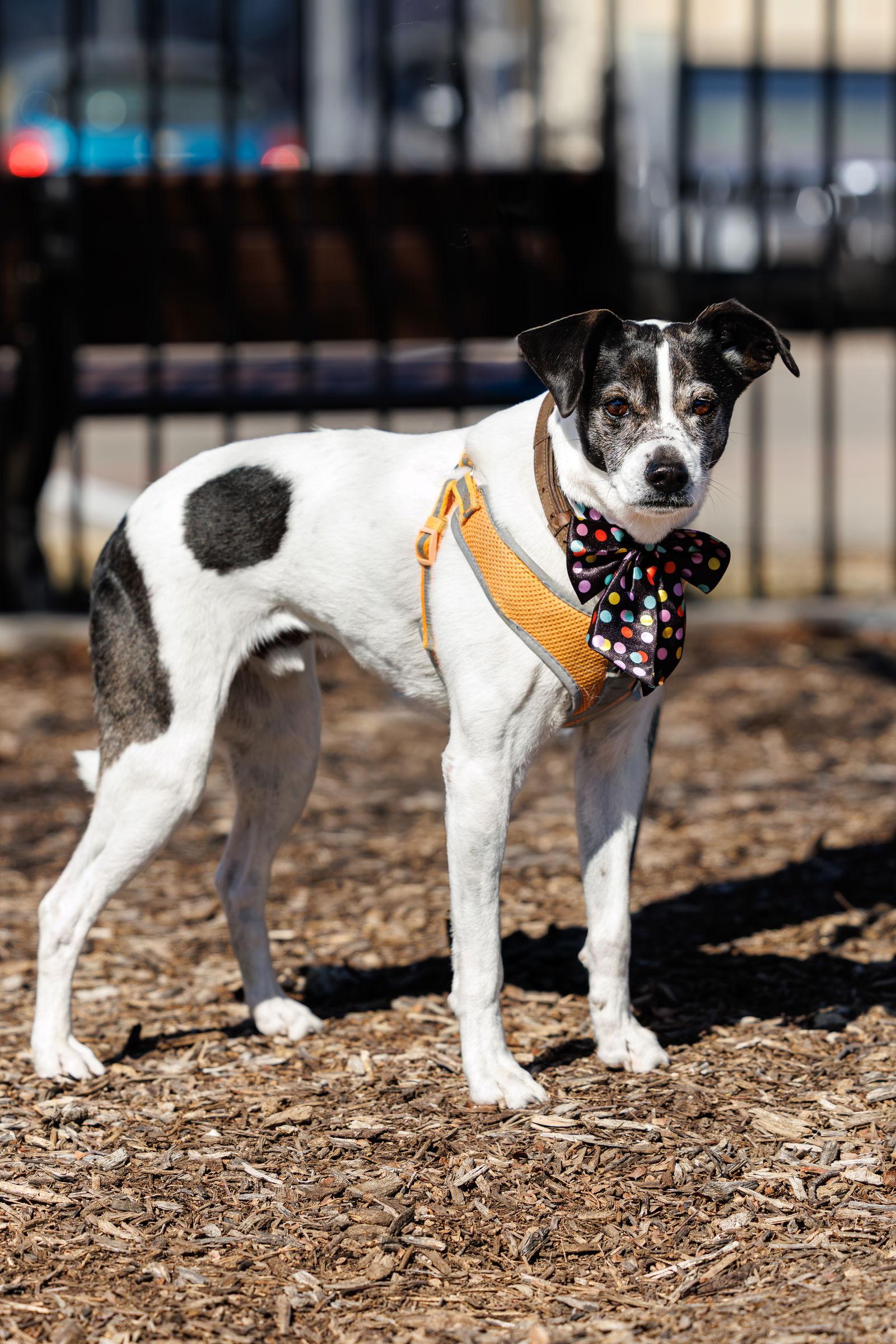 Ciabatta, a Adoptable mixed breed in McKinney, TX image 3/3