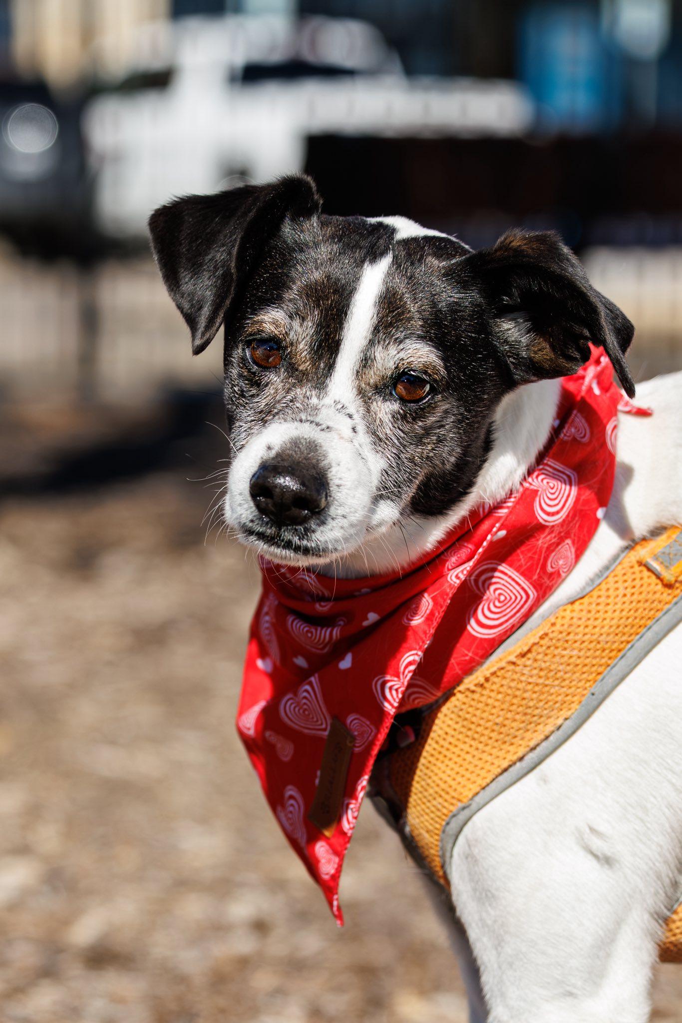 Enlarge Ciabatta, a Adoptable mixed breed in McKinney, TX image 3/3