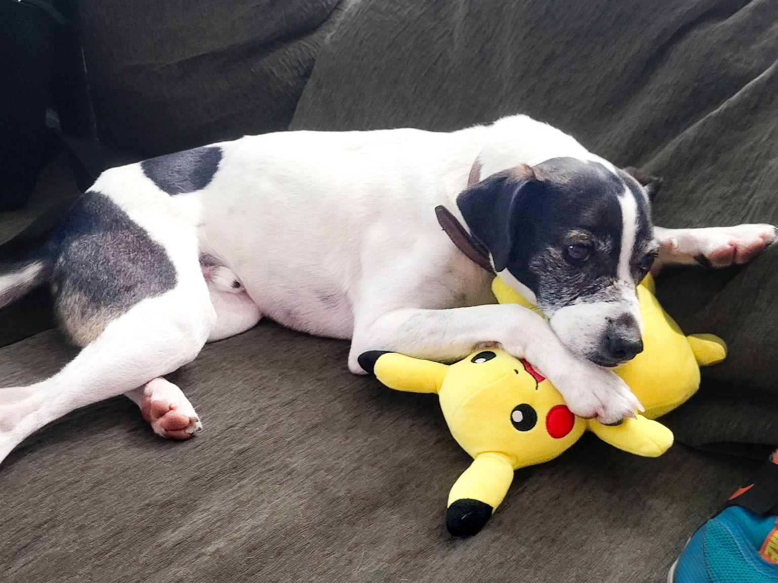 Enlarge Ciabatta, a Adoptable Jack Russell Terrier in McKinney, TX image 3/3