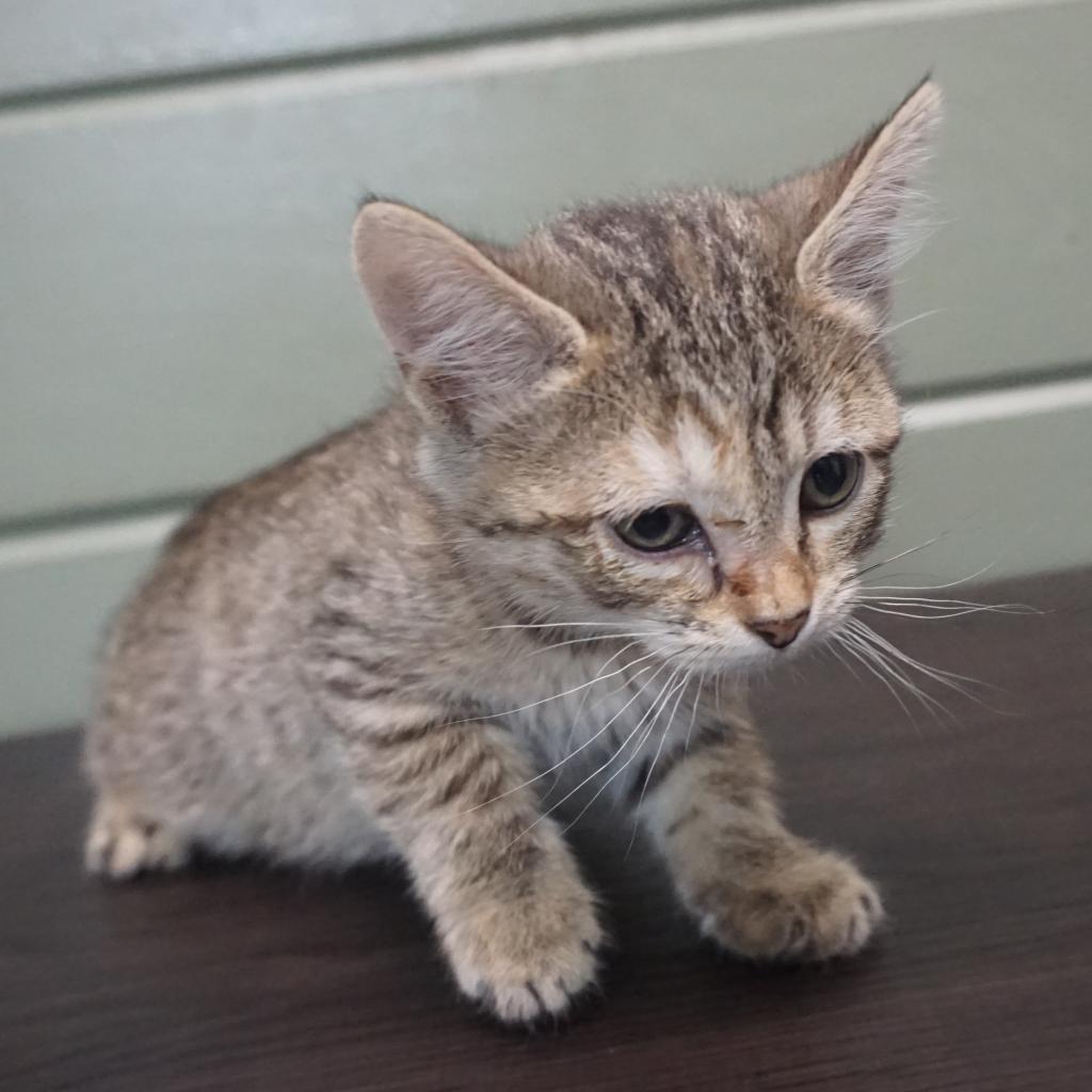 Squirrel, Adoptable, Adult Female Domestic Short Hair.