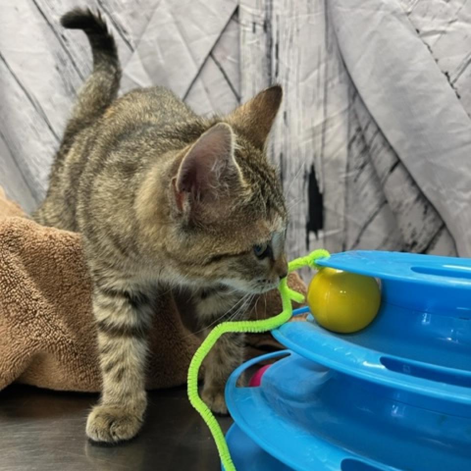 Squirrel, a Adoptable Domestic Short Hair in DAYTON, TN image 2/4