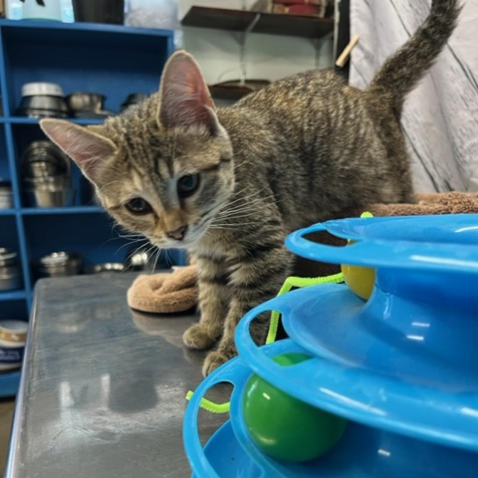 Squirrel, a Adoptable Domestic Short Hair in DAYTON, TN image 3/4