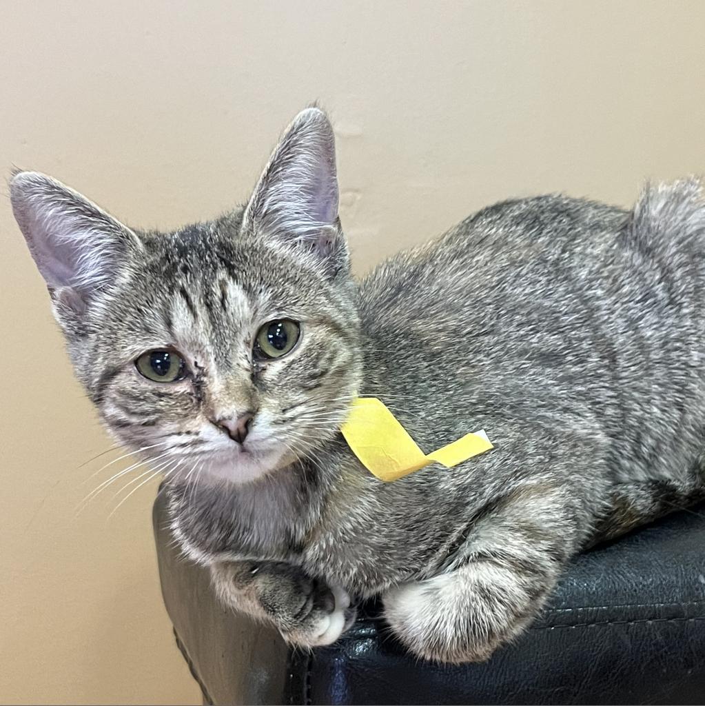 Squirrel, a Adoptable Domestic Short Hair in DAYTON, TN image 4/4