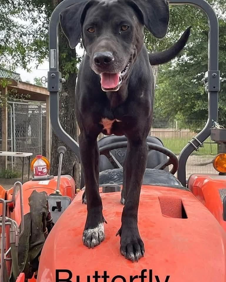 Butterfly, Adoptable, Adult Female Labrador Retriever.