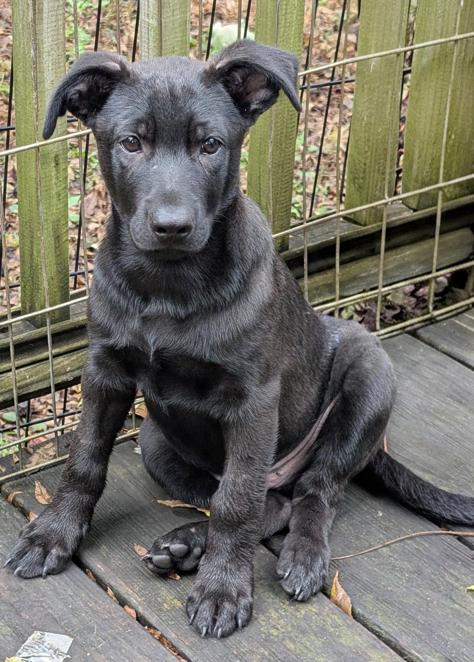 Bear, Adoptable, Puppy Male Border Collie & Australian Shepherd.