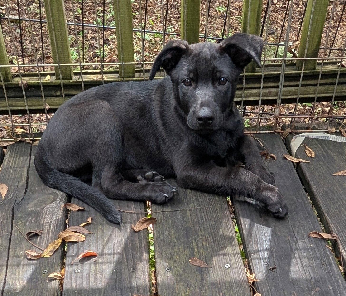 Enlarge Bear, a Adoptable mixed breed in West Des Moines, IA image 2/3