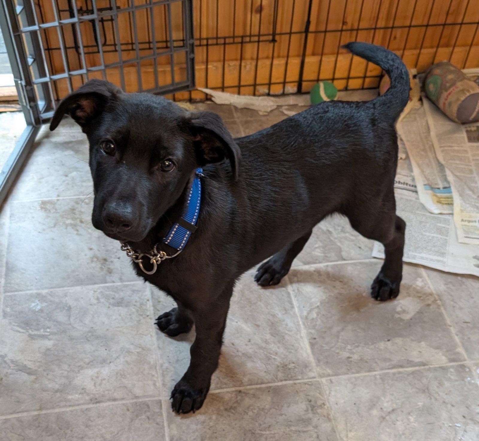 Enlarge Bear, a Adoptable mixed breed in West Des Moines, IA image 3/3
