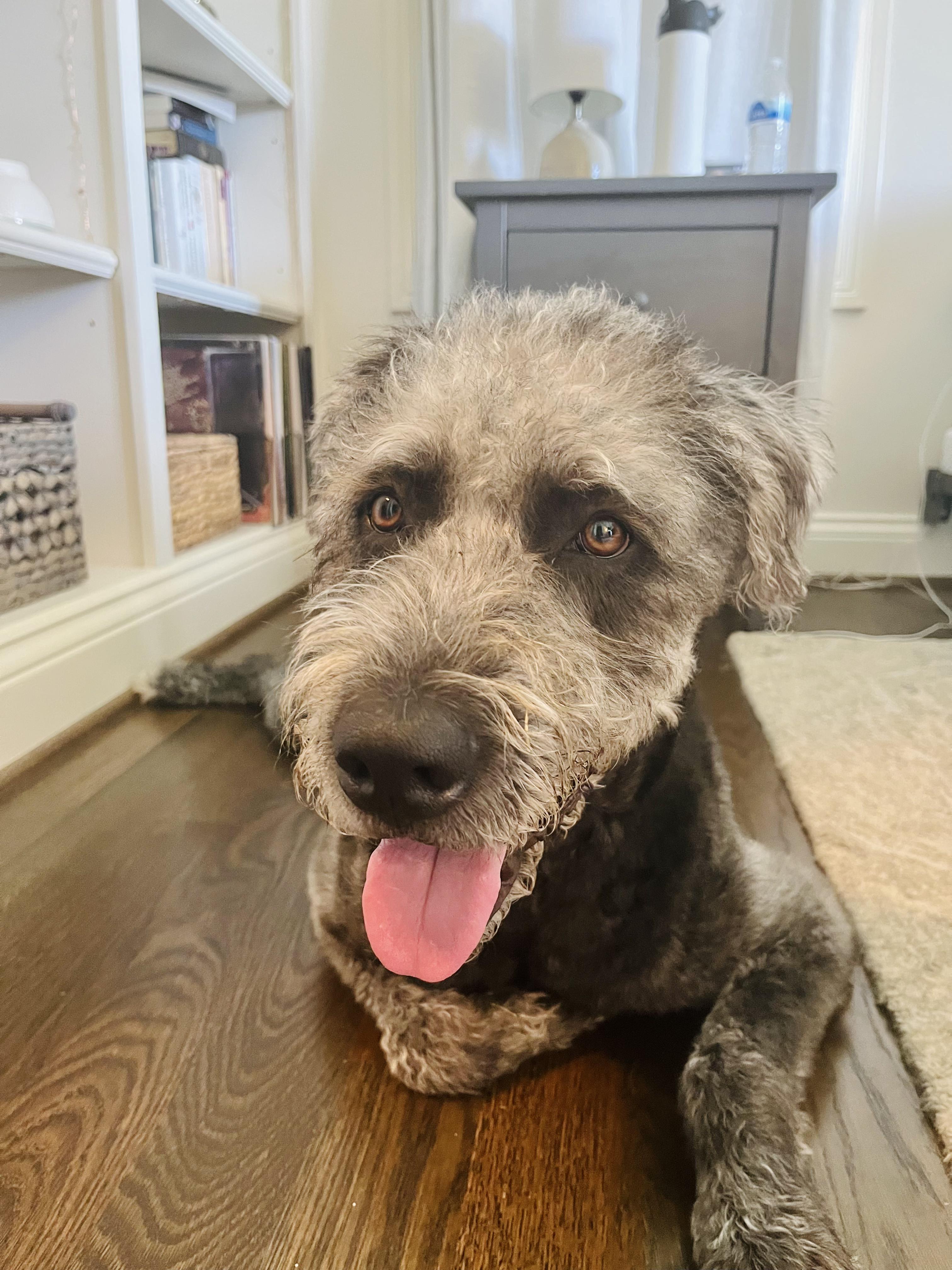 Cruz, Young Male Mixed Breed