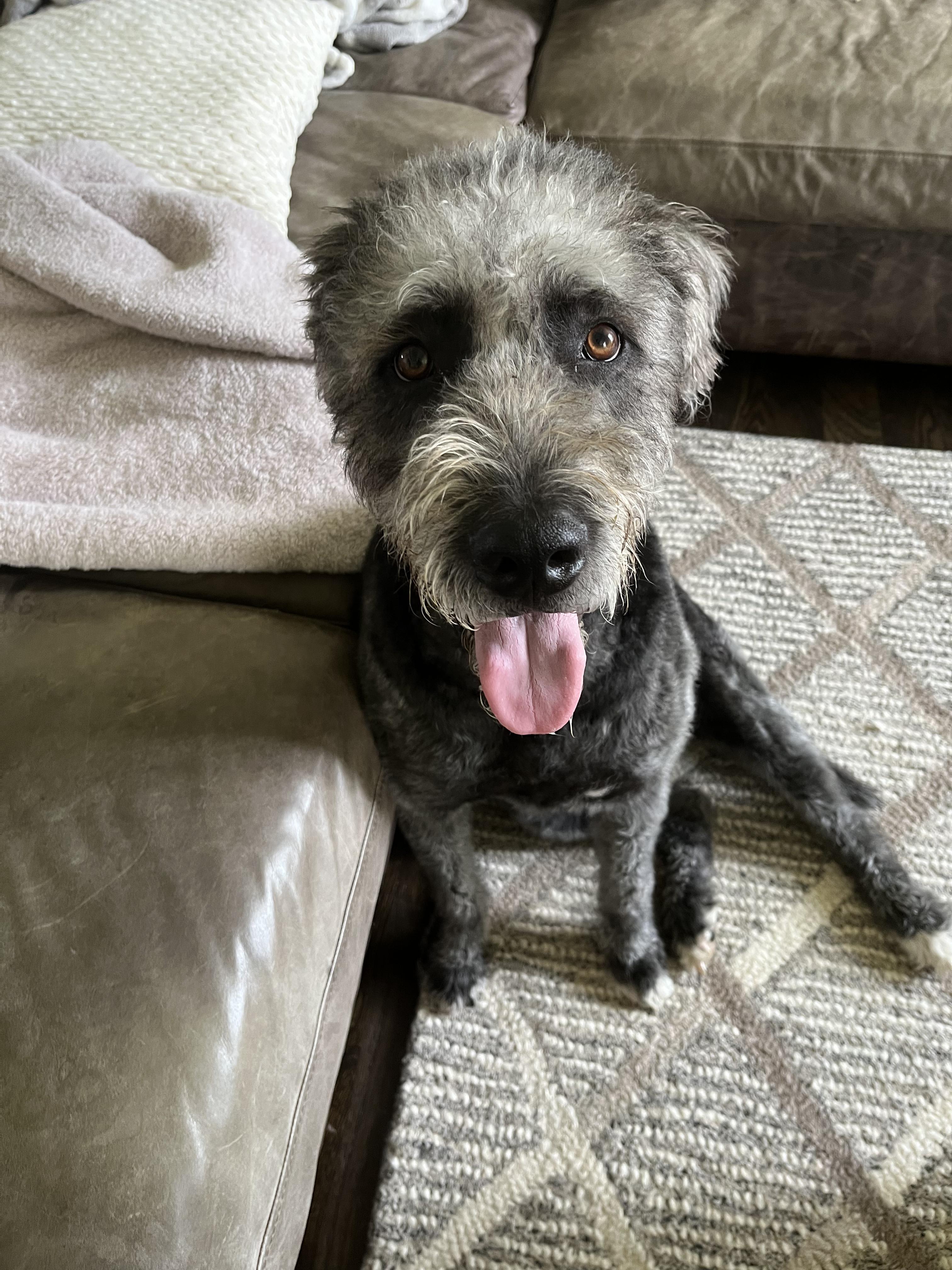 Cruz, an adoptable Mixed Breed, Labradoodle in Brentwood, TN, 37027 | Photo Image 2