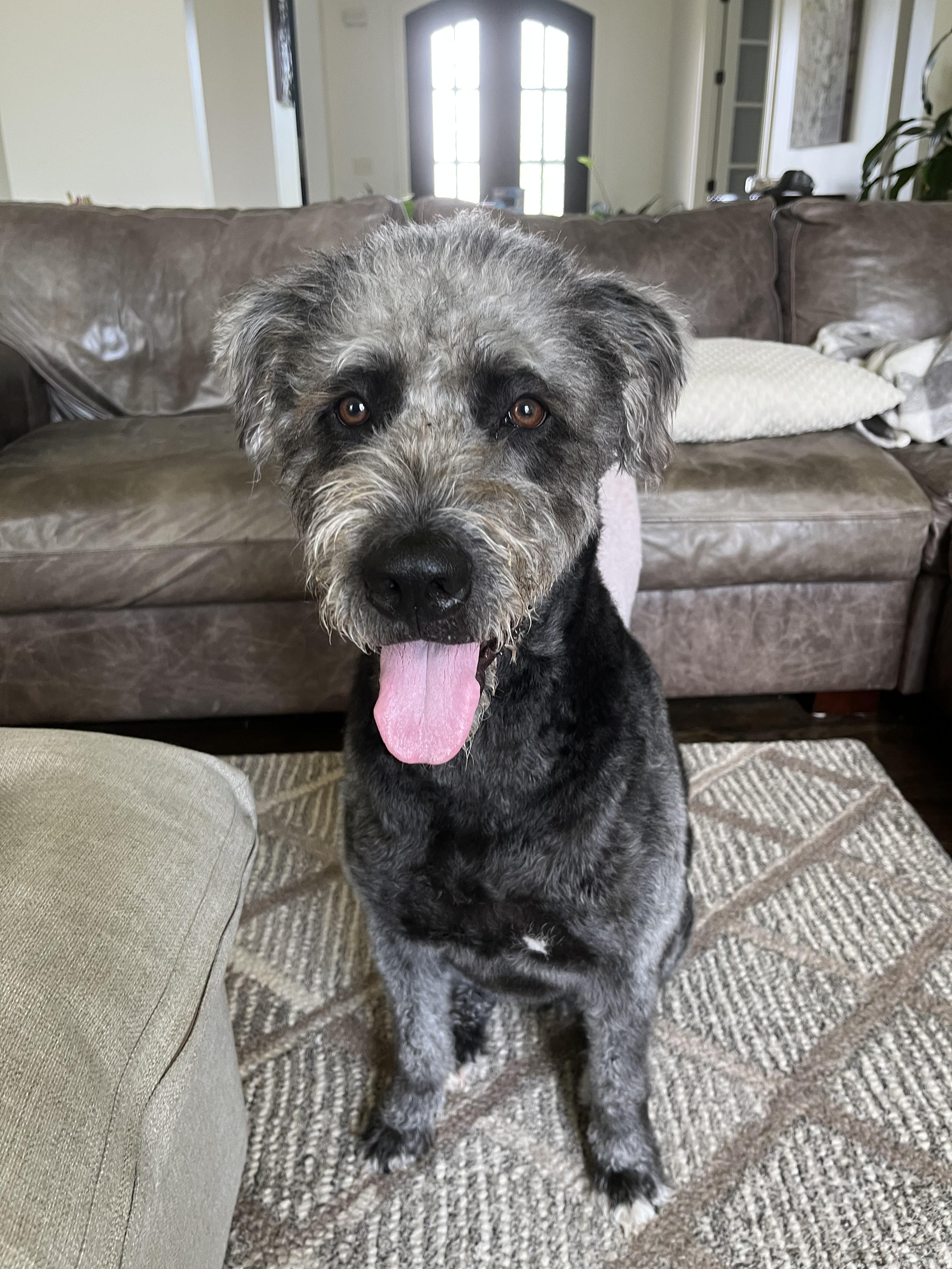 Cruz, an adoptable Mixed Breed, Labradoodle in Brentwood, TN, 37027 | Photo Image 5