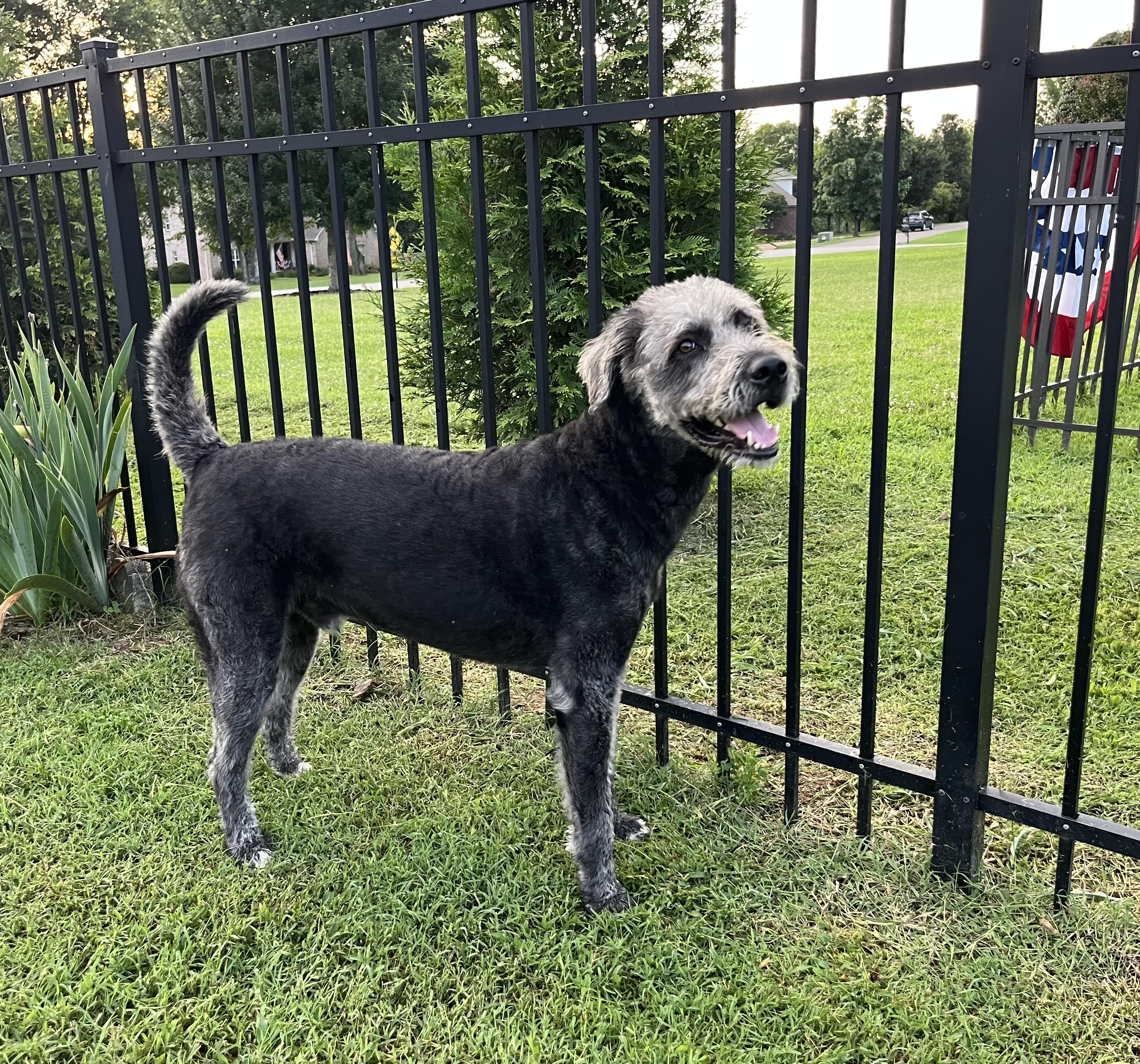 Cruz, an adoptable Mixed Breed, Labradoodle in Brentwood, TN, 37027 | Photo Image 3