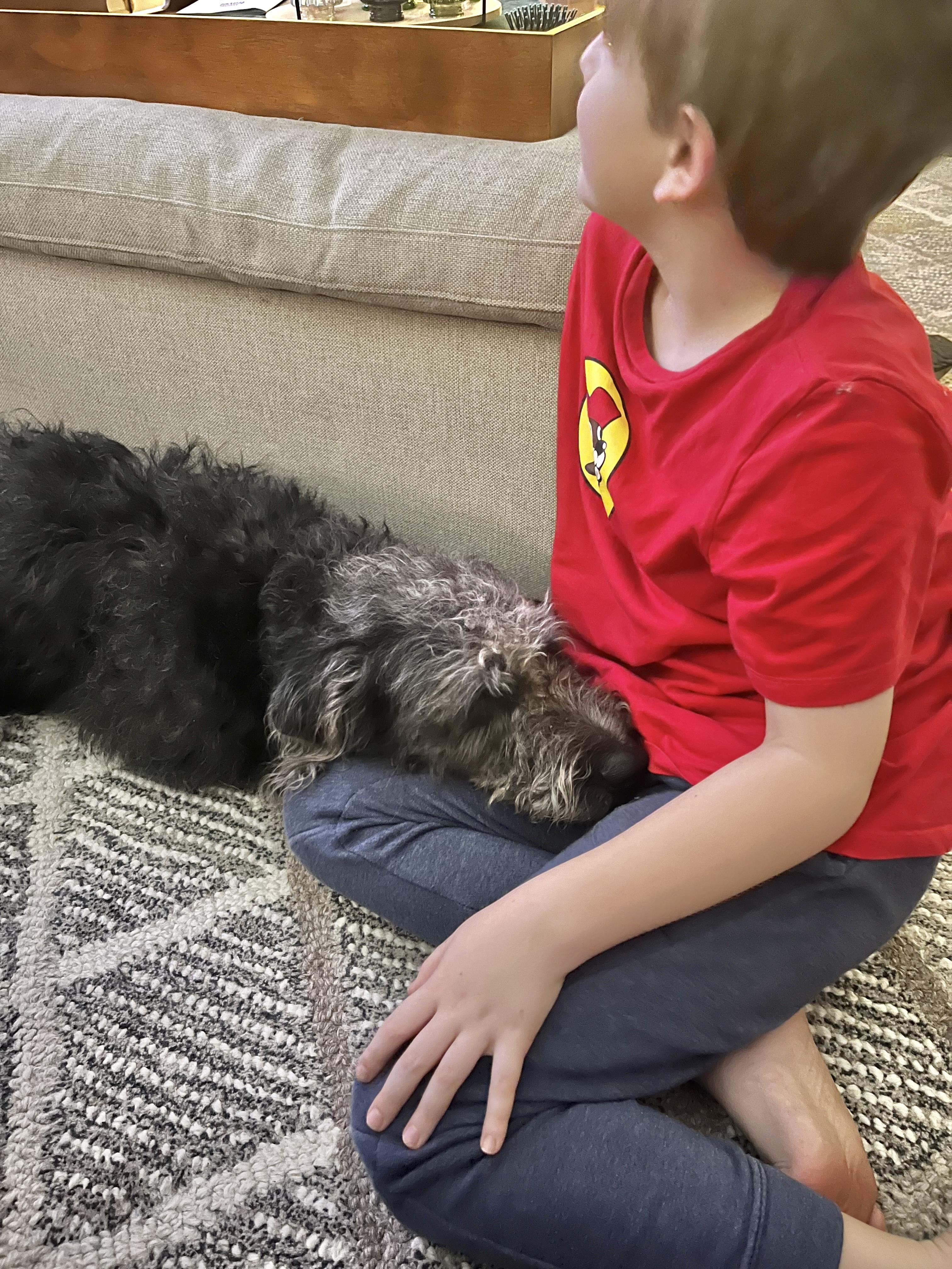 Cruz, an adoptable Mixed Breed, Labradoodle in Brentwood, TN, 37027 | Photo Image 4
