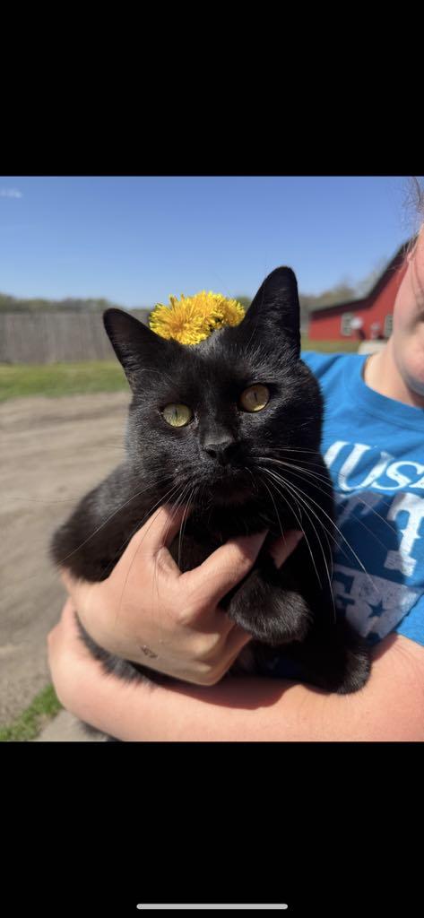 Enlarge Pluto, a Adoptable American Shorthair in Leon, KS image 1/1
