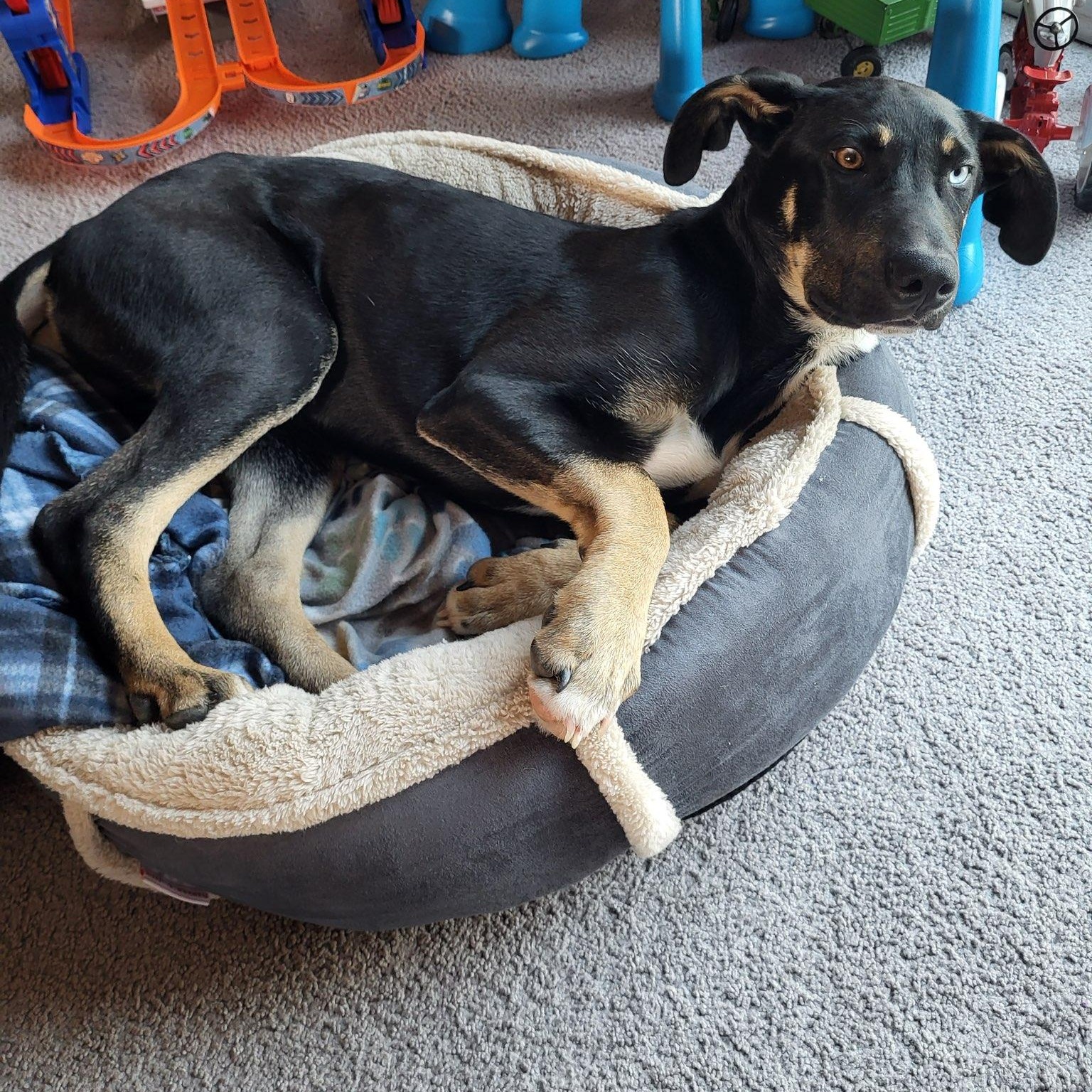 Frosty, a Adoptable mixed breed in Waxhaw, NC image 5/5