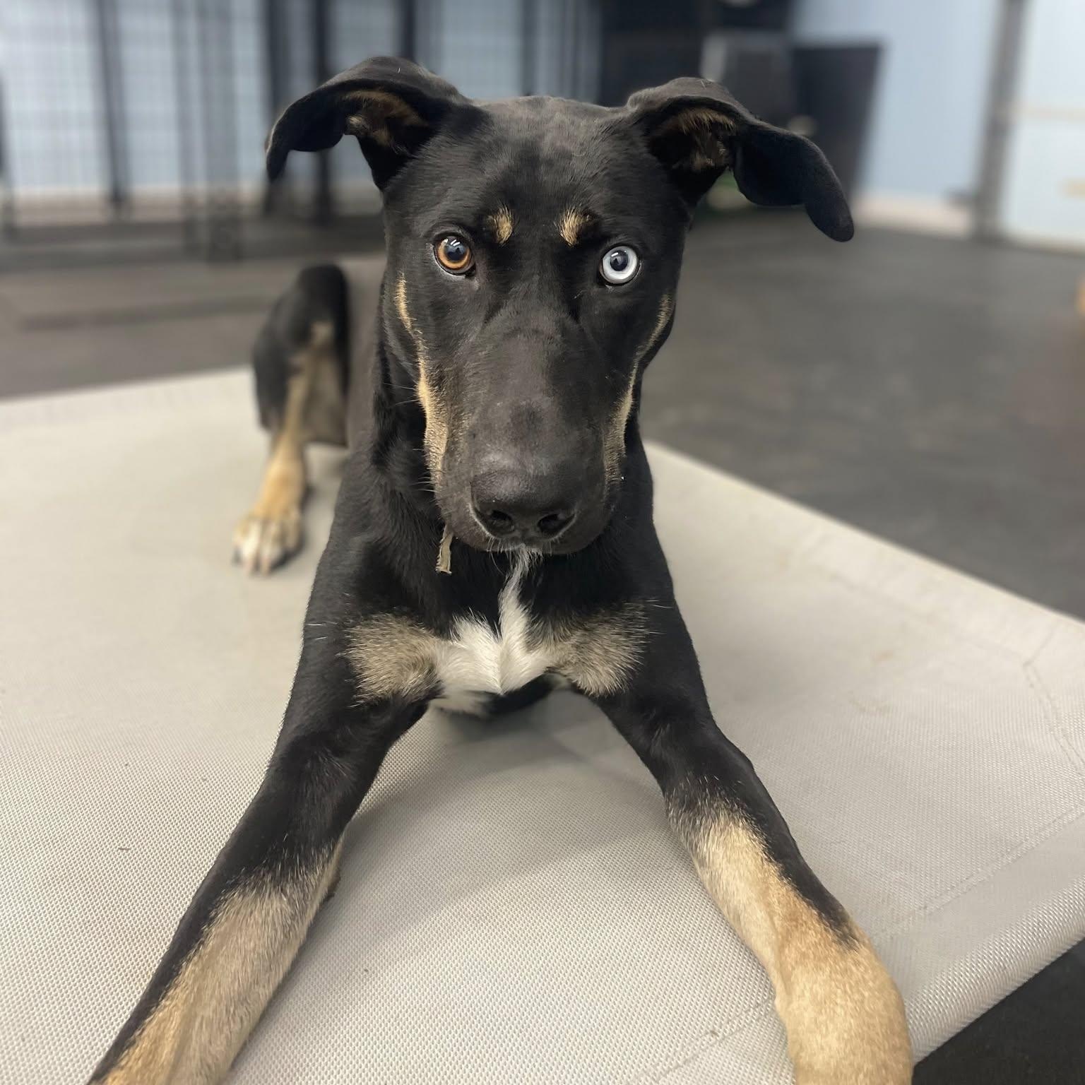 Frosty, a Adoptable mixed breed in Waxhaw, NC image 2/5