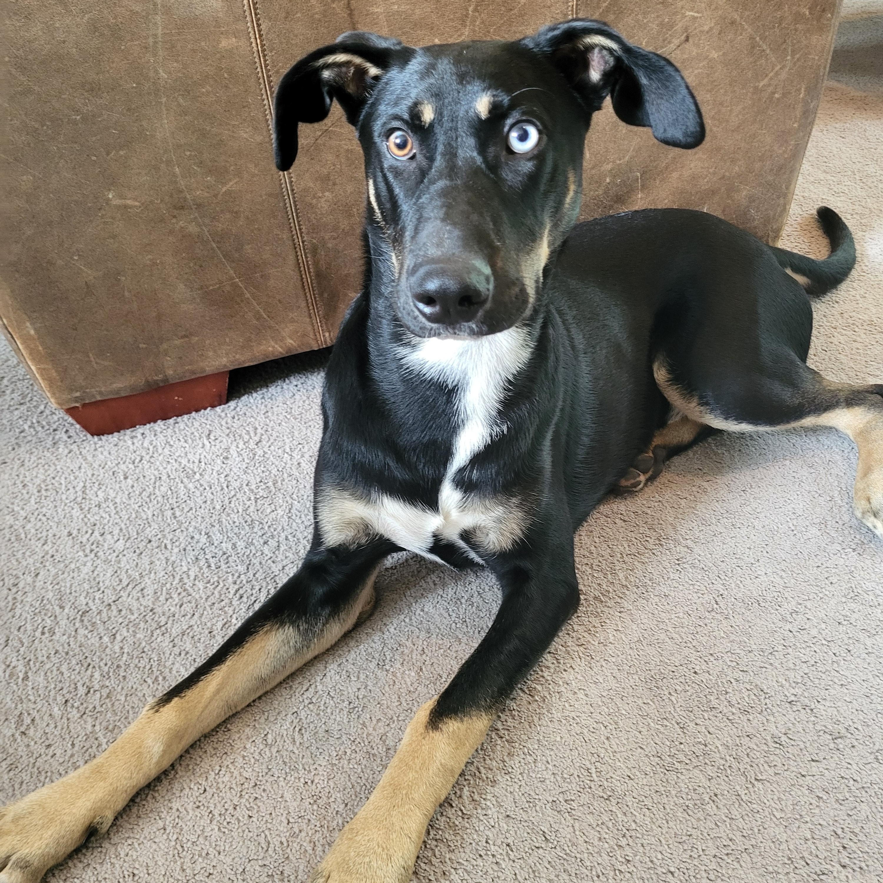 Frosty, a Adoptable mixed breed in Waxhaw, NC image 3/5