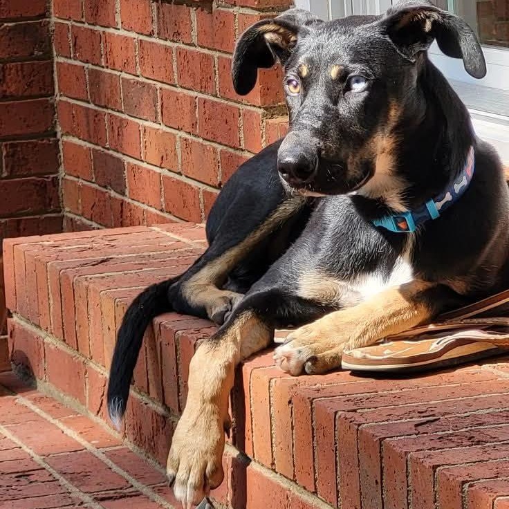 Frosty, a Adoptable mixed breed in Waxhaw, NC image 4/5