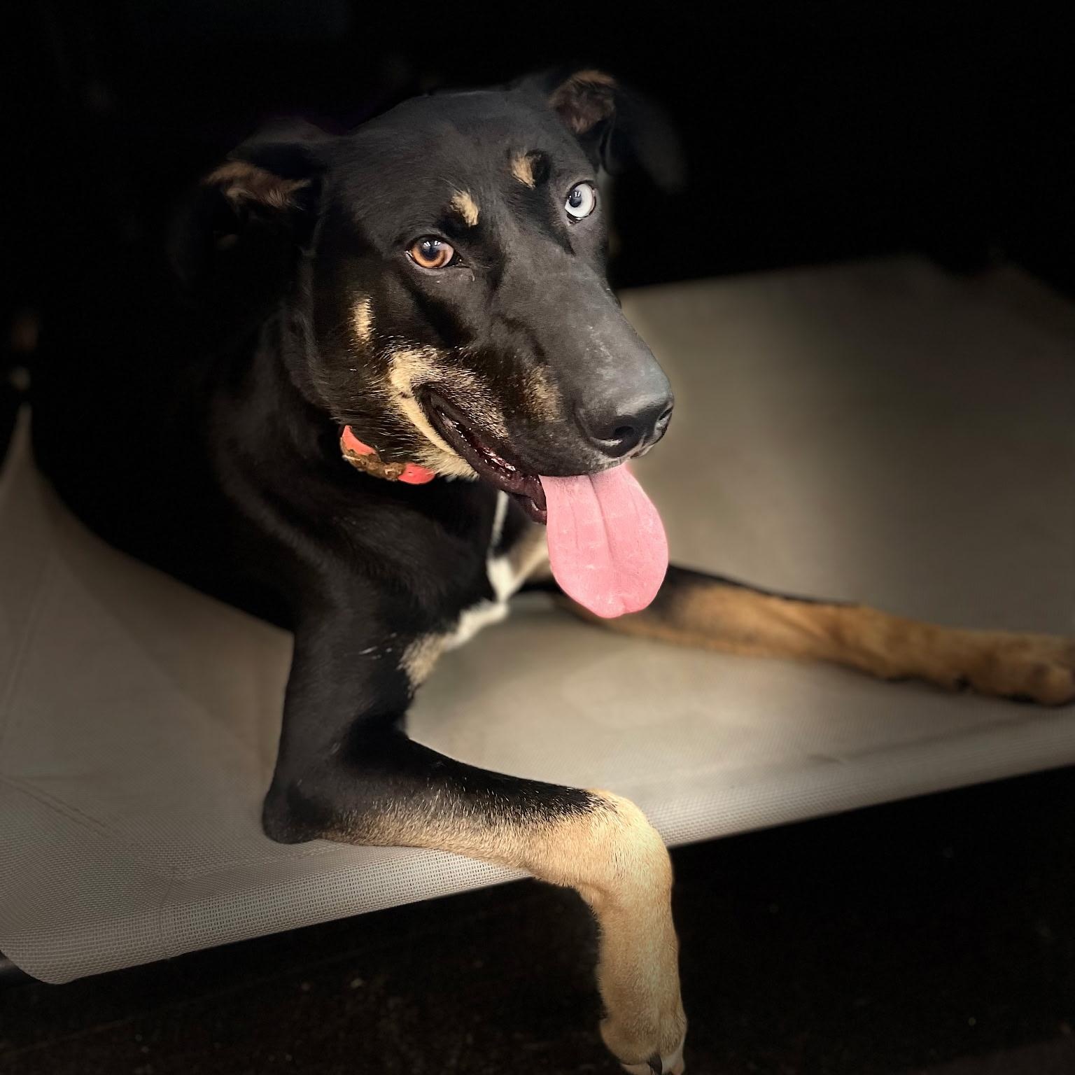 Frosty, a Adoptable mixed breed in Waxhaw, NC image 1/5