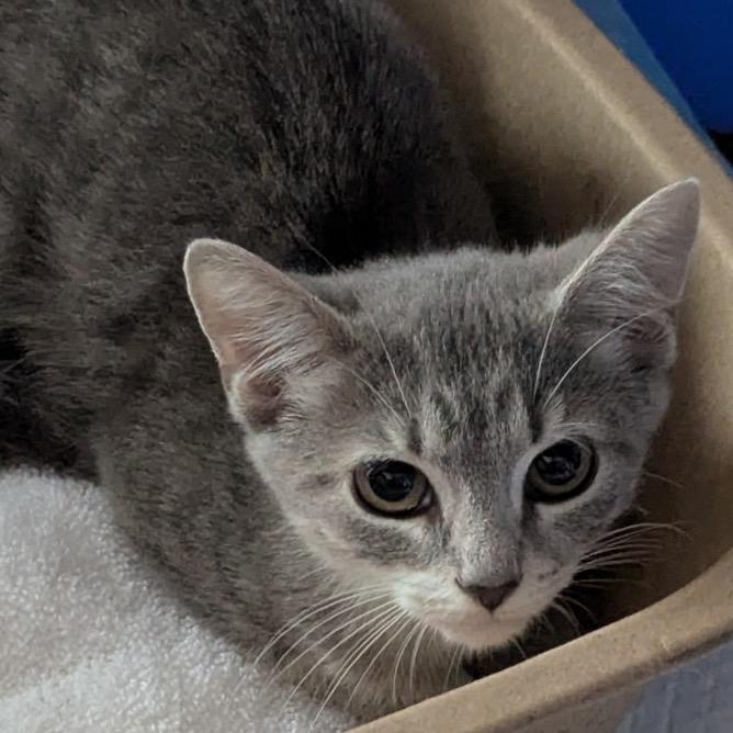 Enlarge Smokey, a Adoptable Domestic Short Hair in Harrisonburg, VA image 1/3