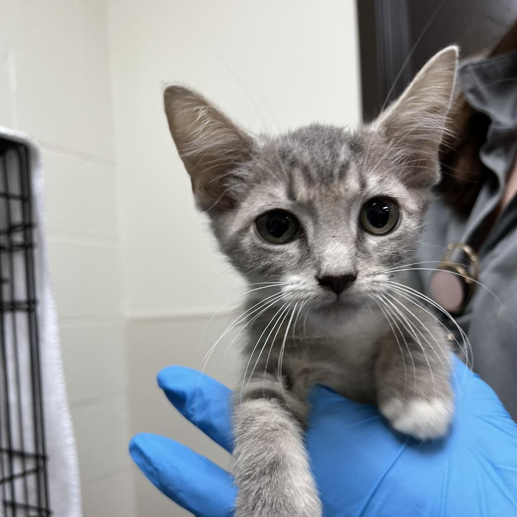 Enlarge Smokey, a Adoptable Domestic Short Hair in Harrisonburg, VA image 2/3