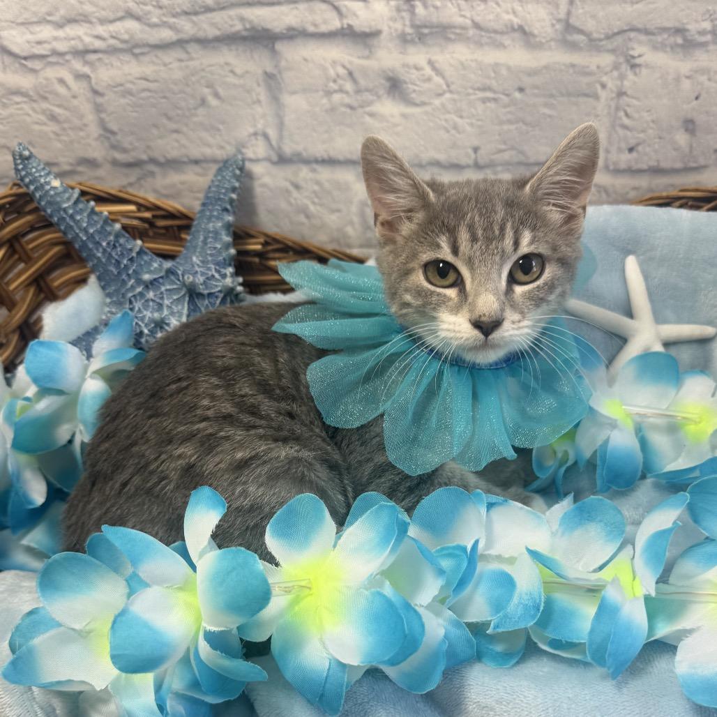 Enlarge Smokey, a Adoptable Domestic Short Hair in Harrisonburg, VA image 3/3